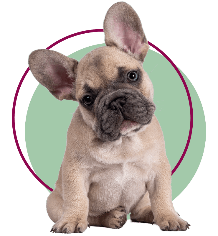 French Bulldog puppy is sitting and tilting its head to the side