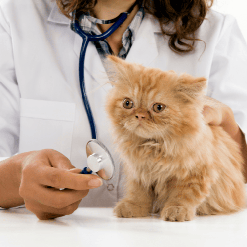 A vet examining a cat with a stethoscope