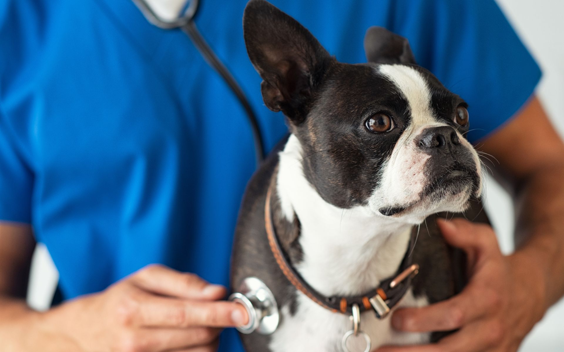 A dog being examined by a vet