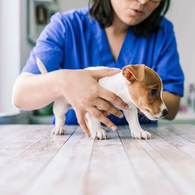 A vet examining a puppy on a table