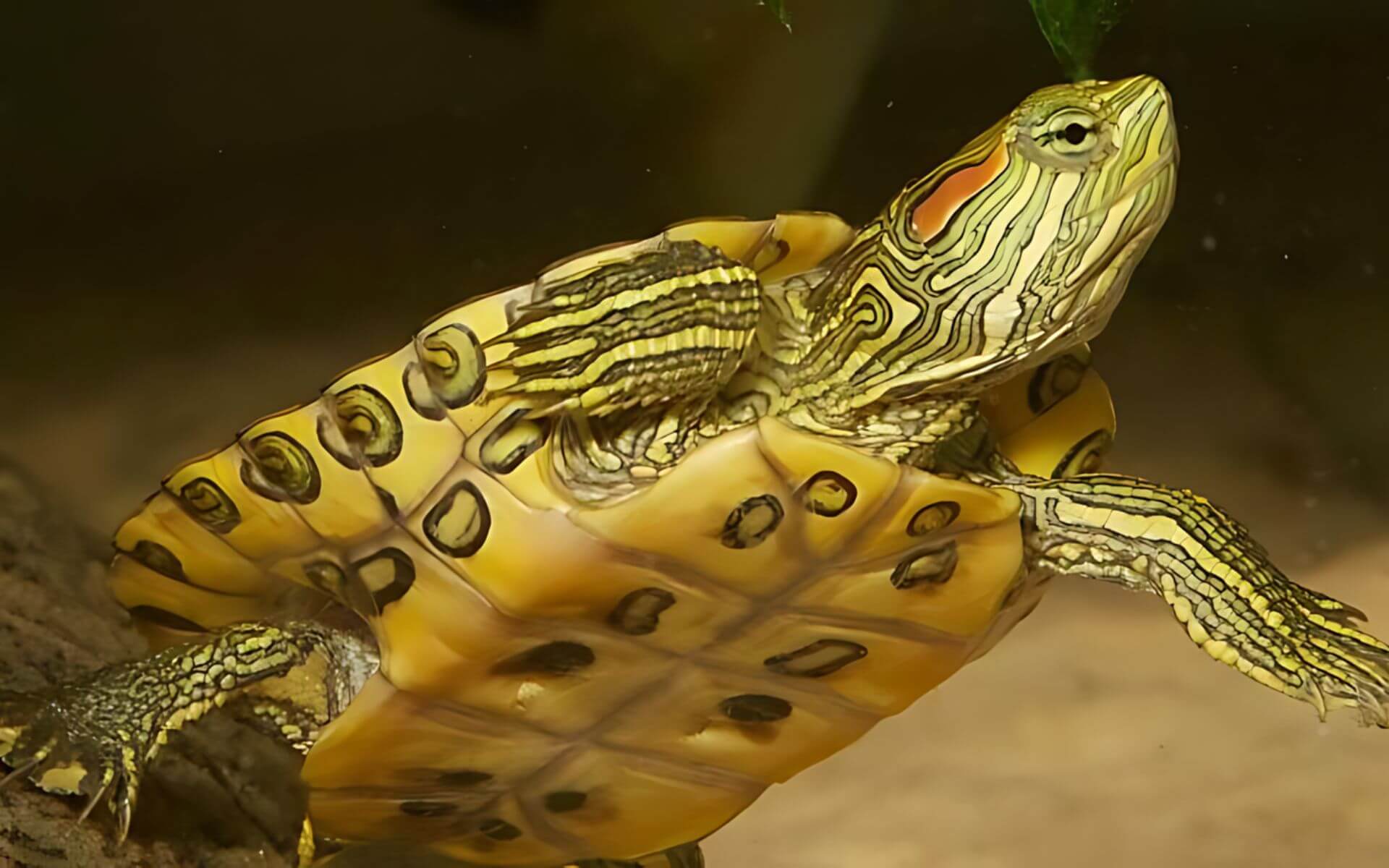 Close up image of a red-eared Slider