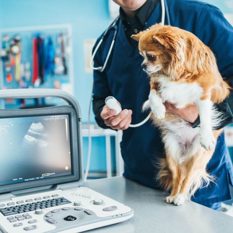 A vet doing ultrasound scan for a dog