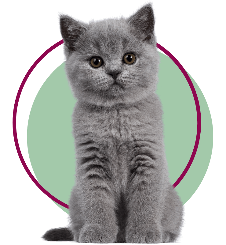 A British Shorthair kitten sitting facing front