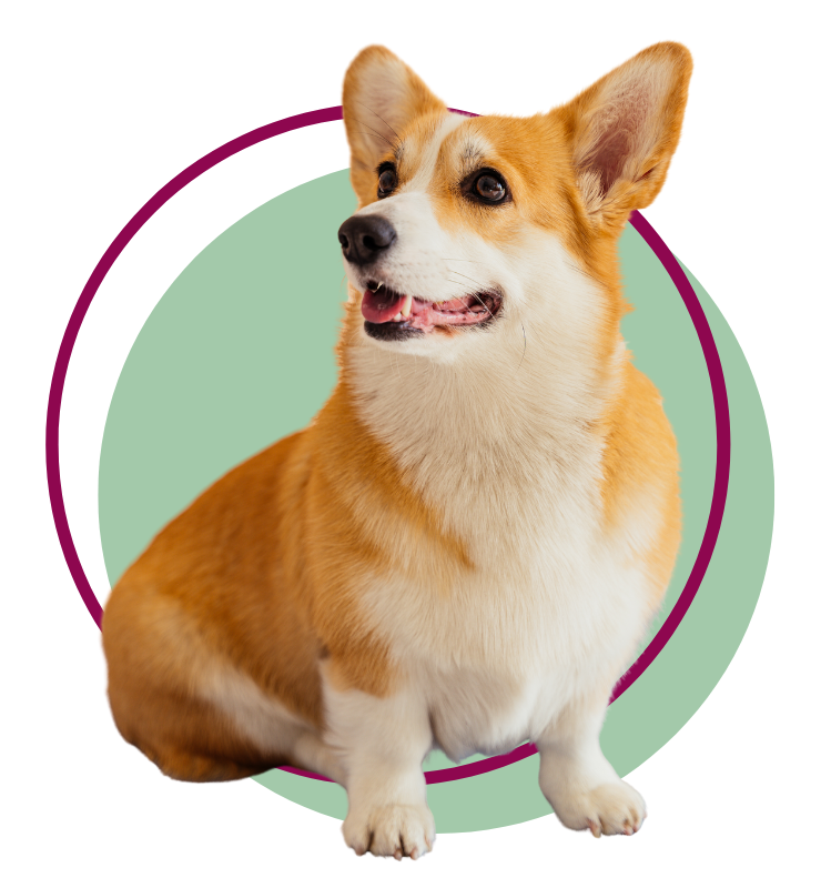 A corgi dog sitting and looking sideways