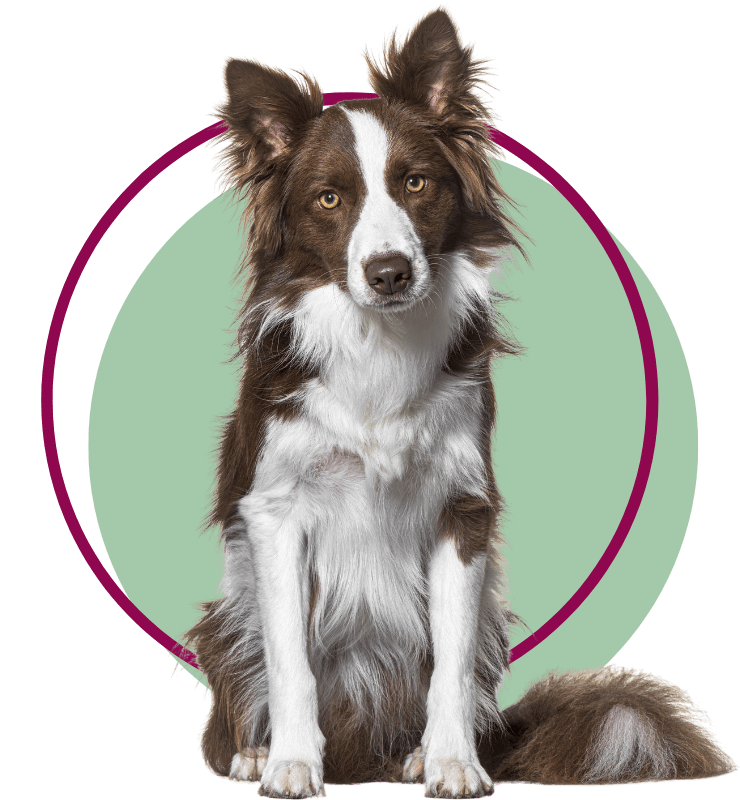 A Border Collie dog sitting facing front