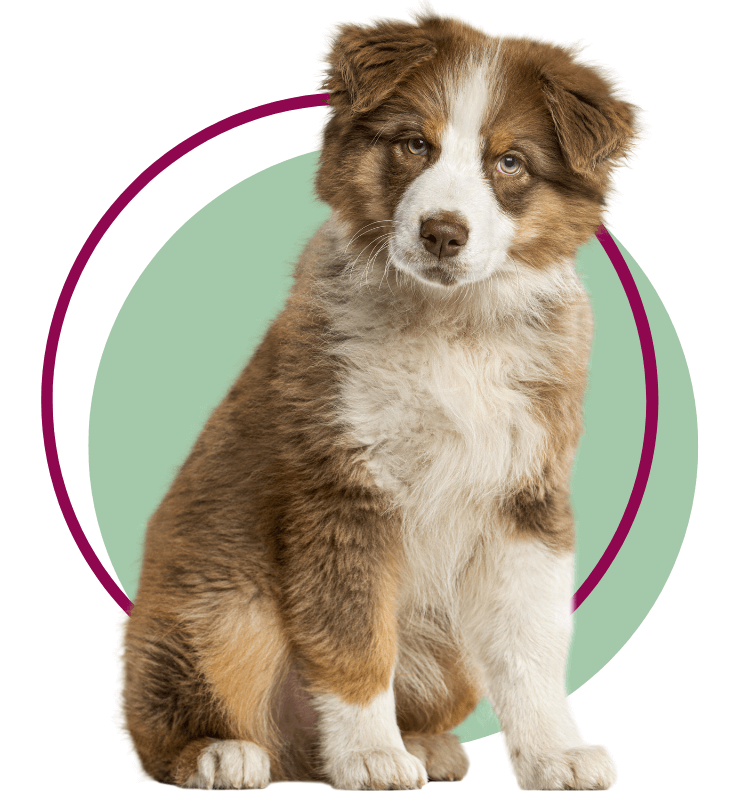 An Australian Shepherd puppy in a sitting position