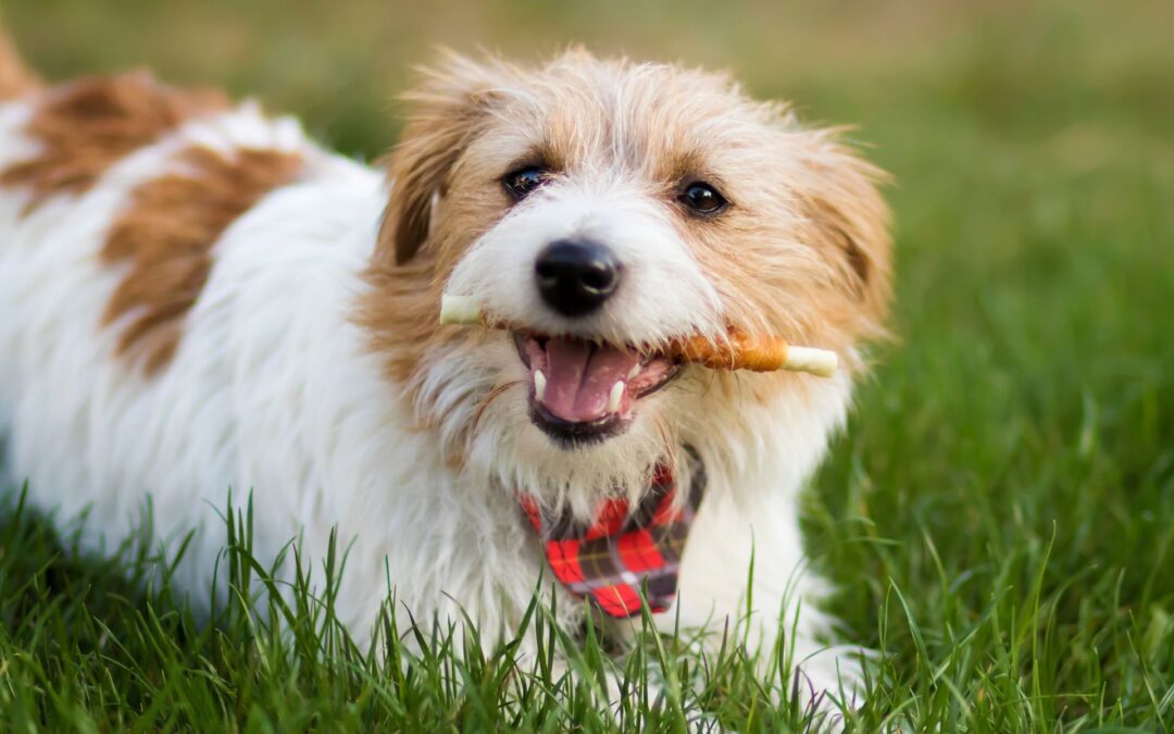 National Pet Dental Health Month is Coming!