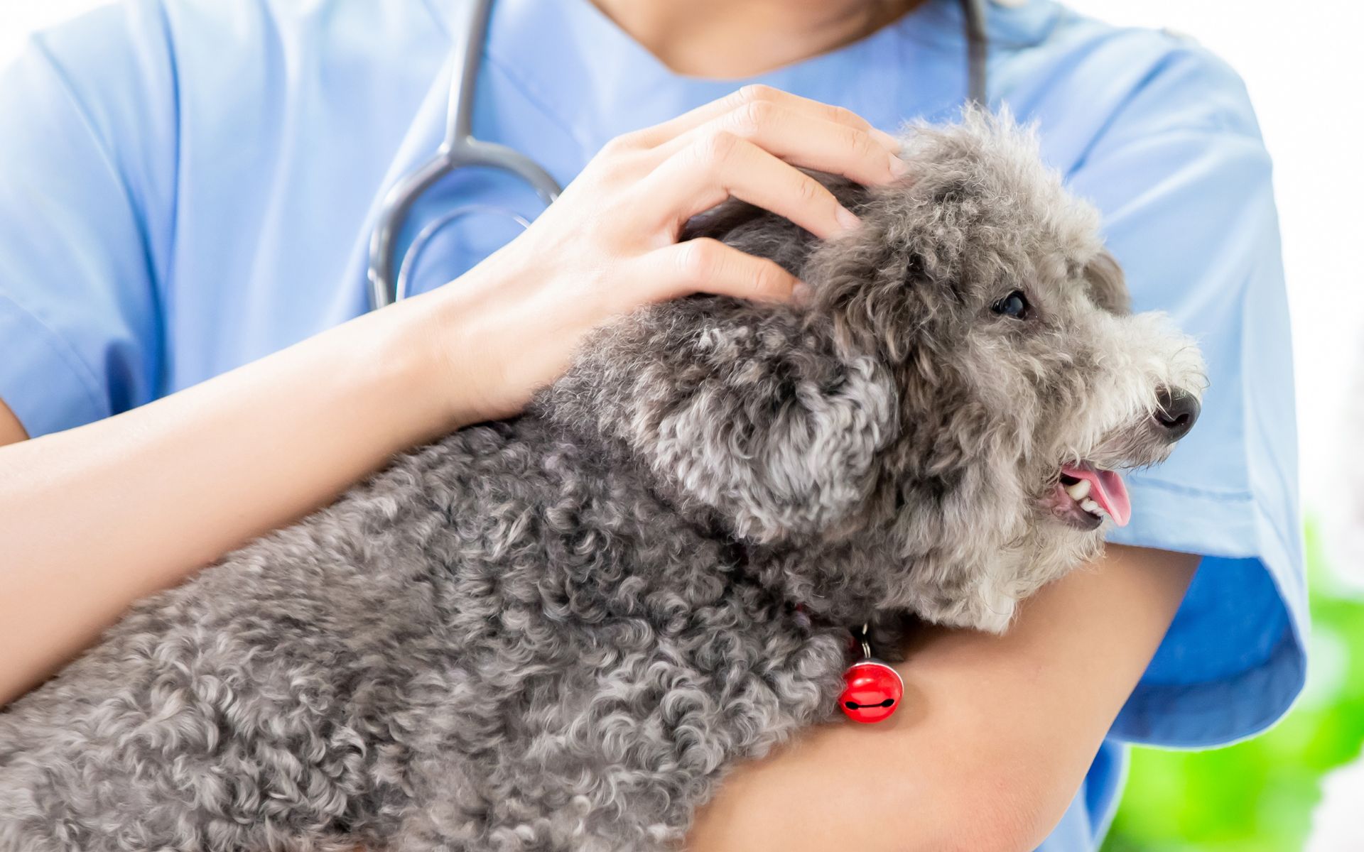 A woman holding and petting a grey dog