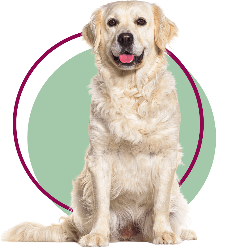 A Golden Retriever dog sitting facing front