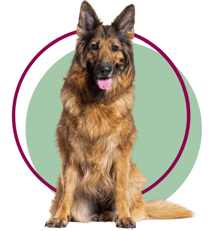 An old German shepherd dog sitting facing front