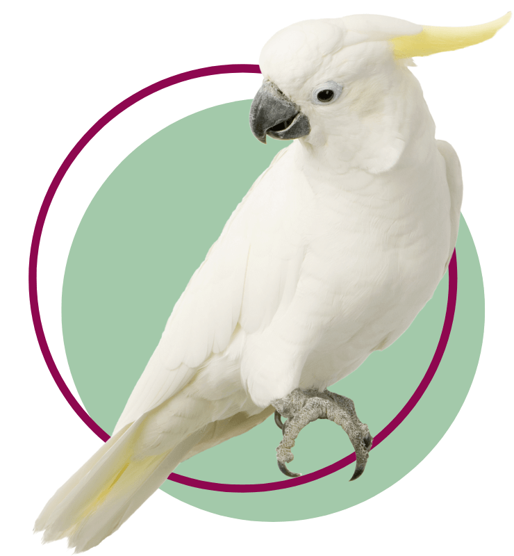  A Yellow-Crested Cockatoo