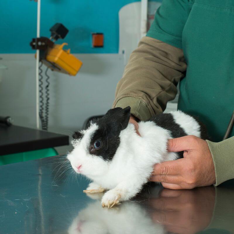 A vet examining a rabbit lying on a table