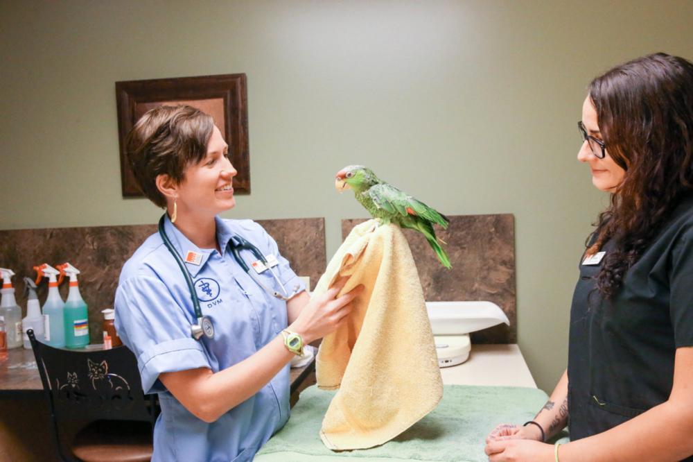 Vet holding a bird in hand and a vet staff standing near the table