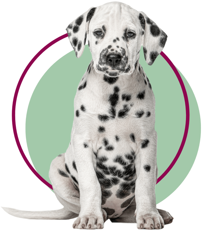 Dalmatian puppy sitting facing front