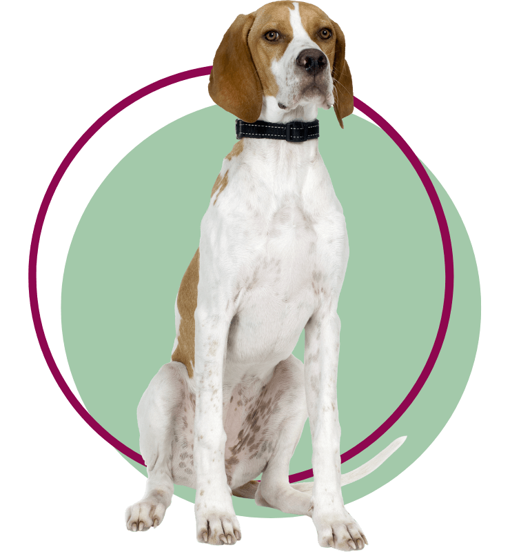 A brown and white colored dog sitting wearing a collar belt