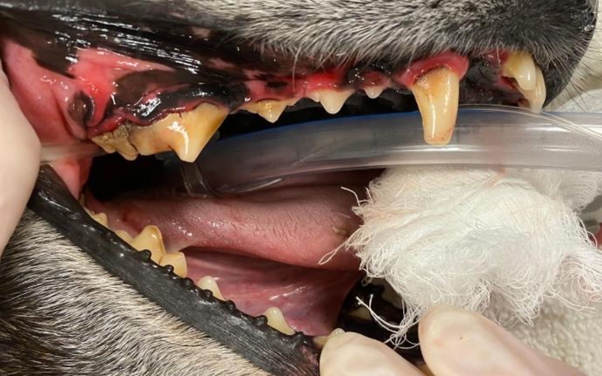 Close up image of a dental procedure for a dog