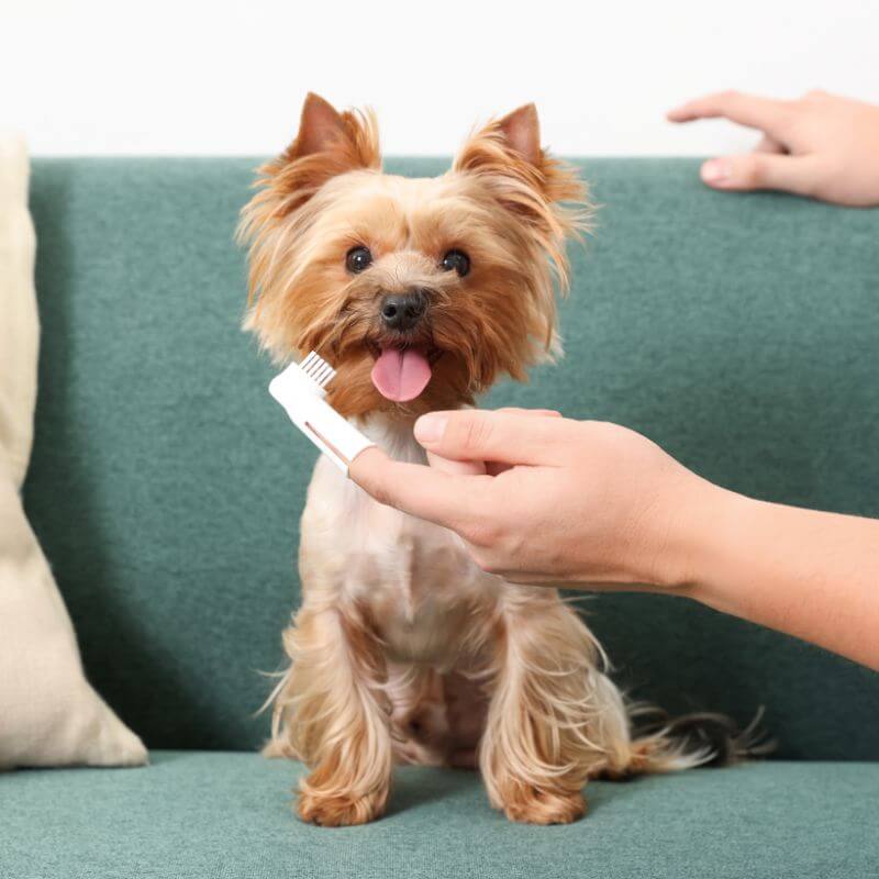 A person brushing a dog's teeth