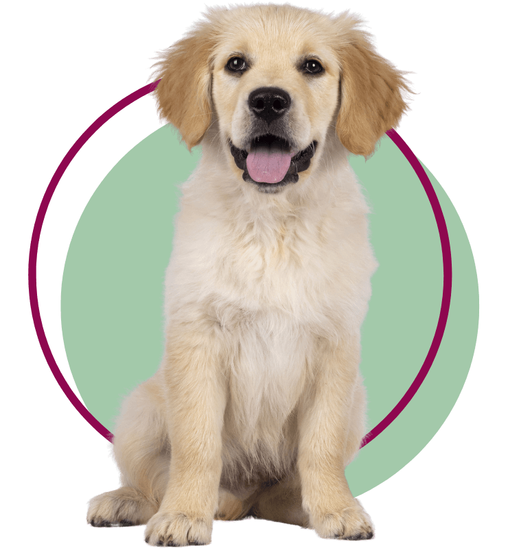 A Golden Retriever puppy sitting facing front