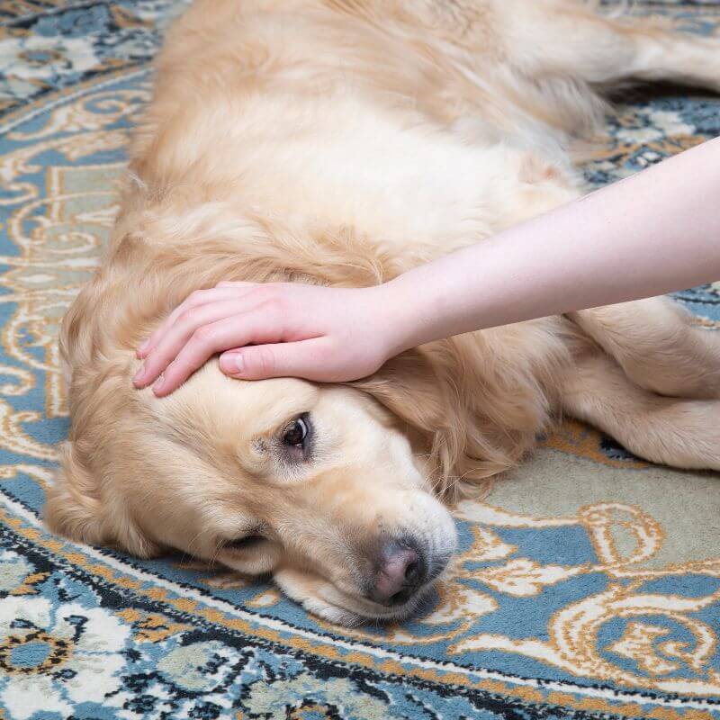 A person lovingly strokes a dog resting on a rug