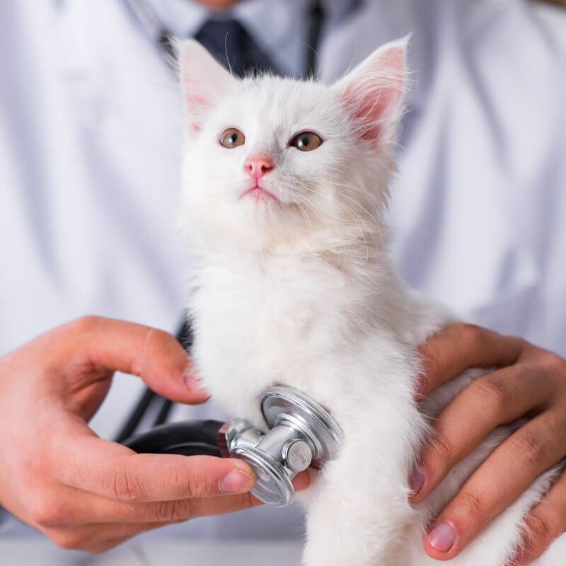 A vet examining a cat with a stethoscope