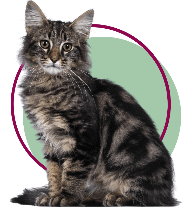 A Black tabby blotched Norwegian Forest cat sitting facing front