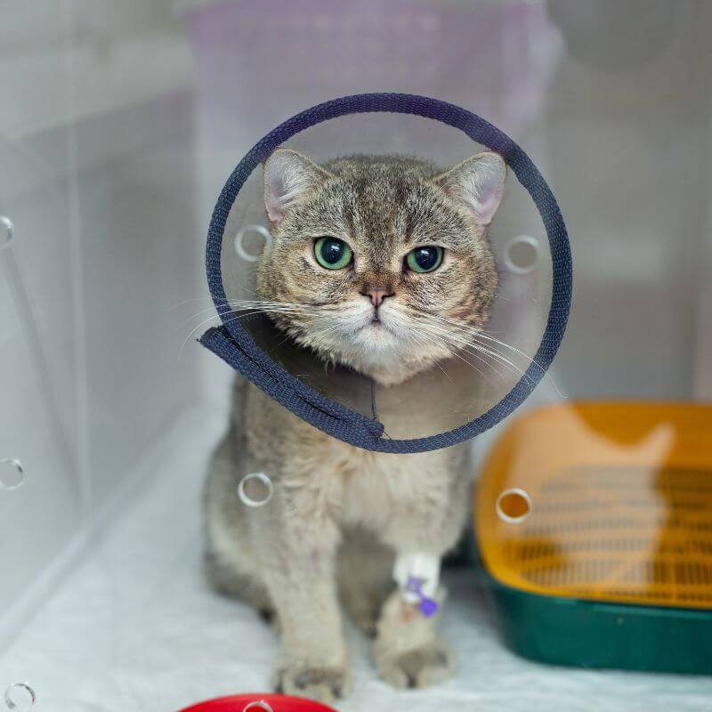 A cat wearing a surgery collar