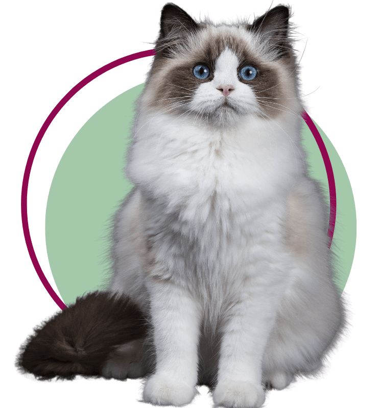 A Ragdoll cat sitting facing front