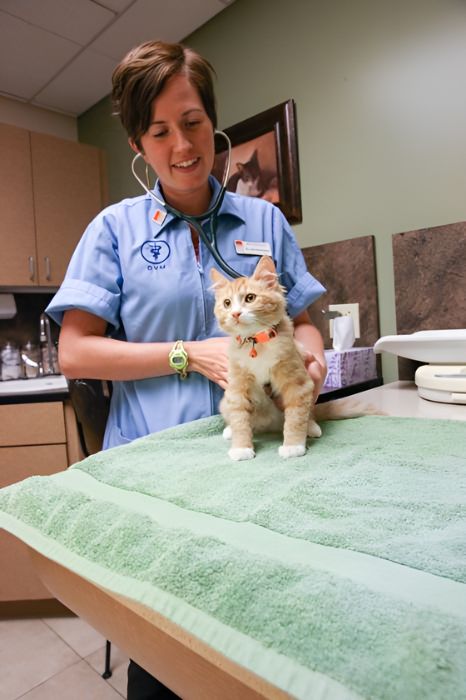 A vet examining a cat sitting on a table