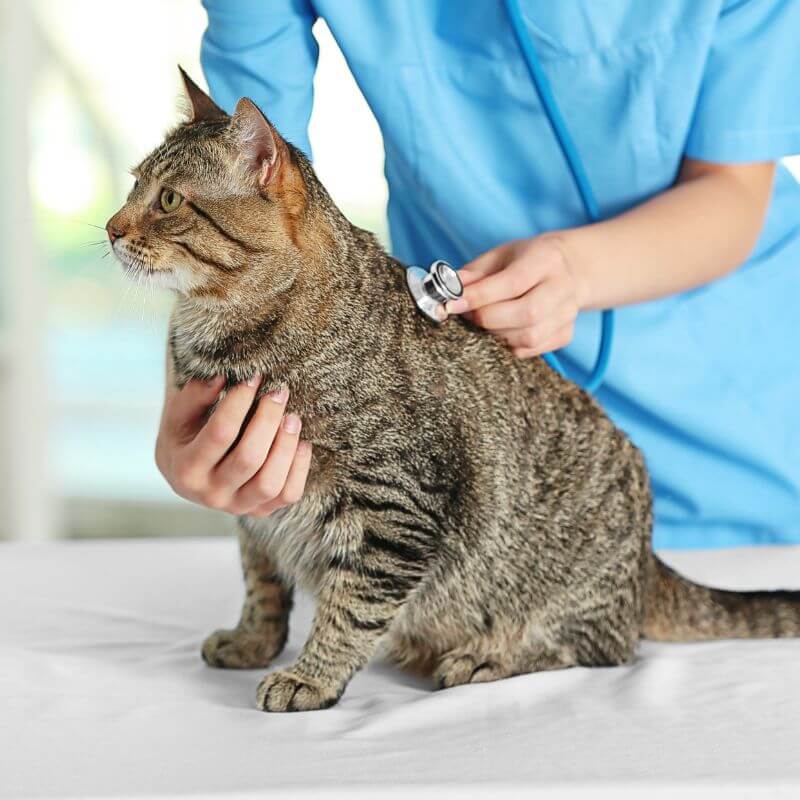 A vet examining a cat sitting on a table