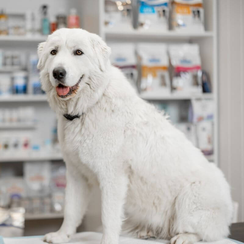 A dog sitting on a table in the pharmacy