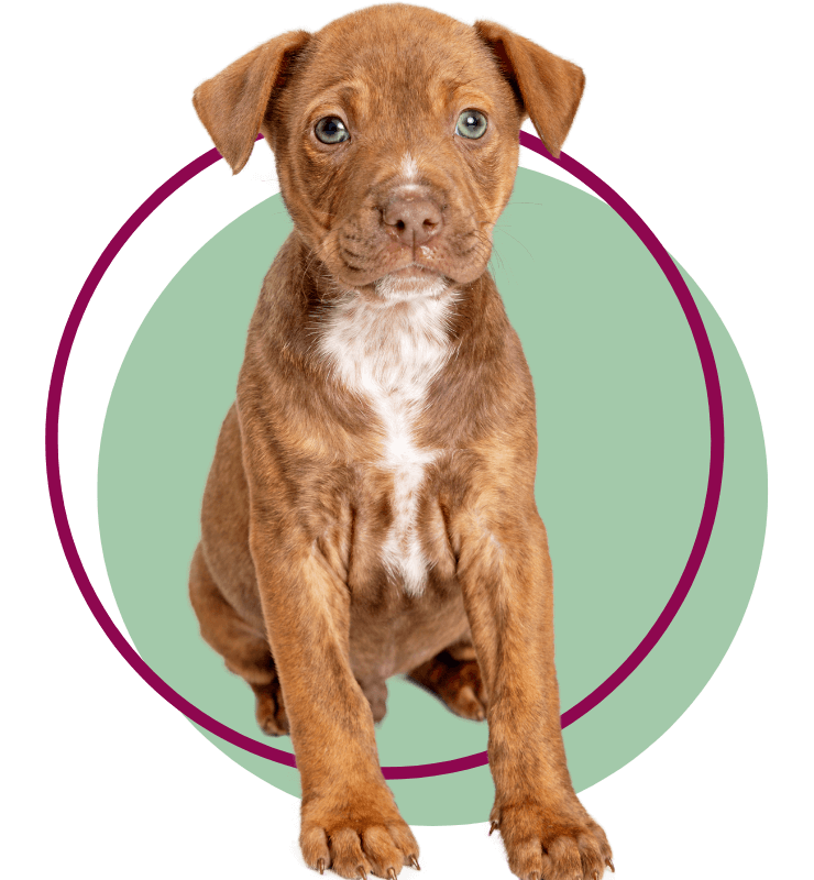 A Brown Puppy sitting facing front