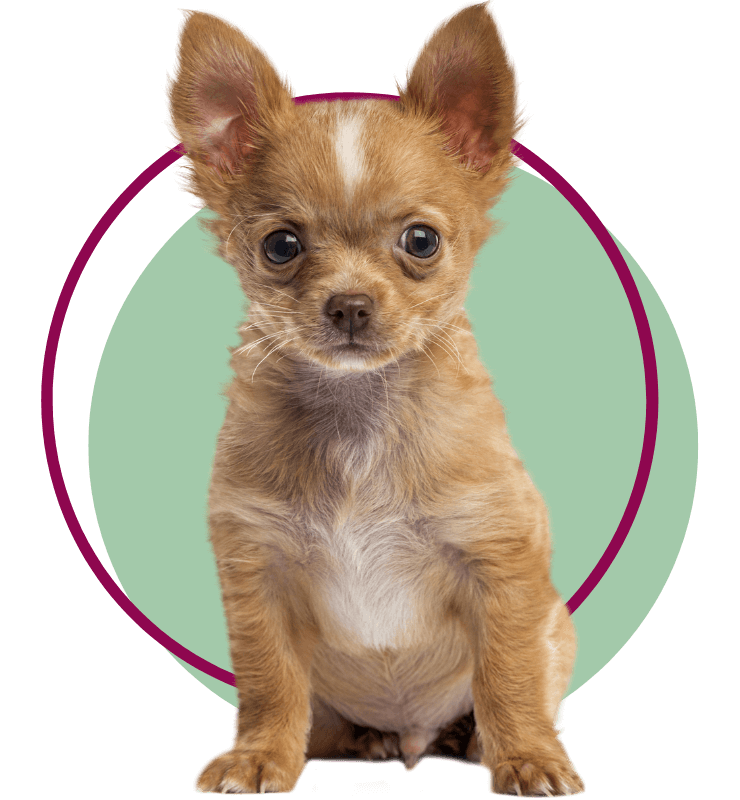 A Chihuahua puppy sitting facing front