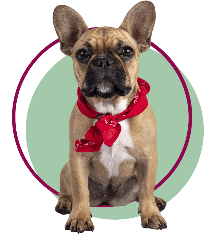 A Bulldog sitting facing front wearing a red bandana