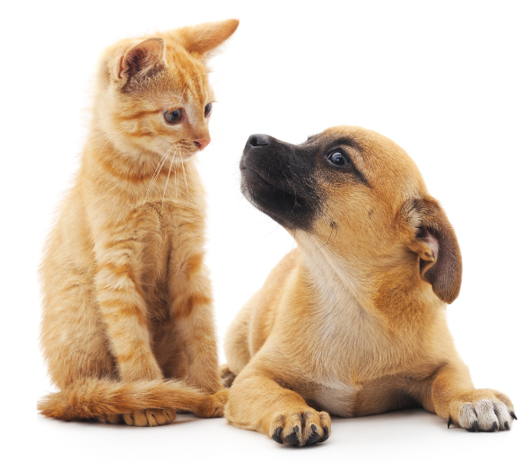 a dog and a cat sitting next to each other