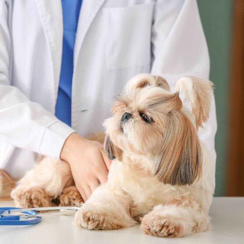 A vet examining a dog lying on a table