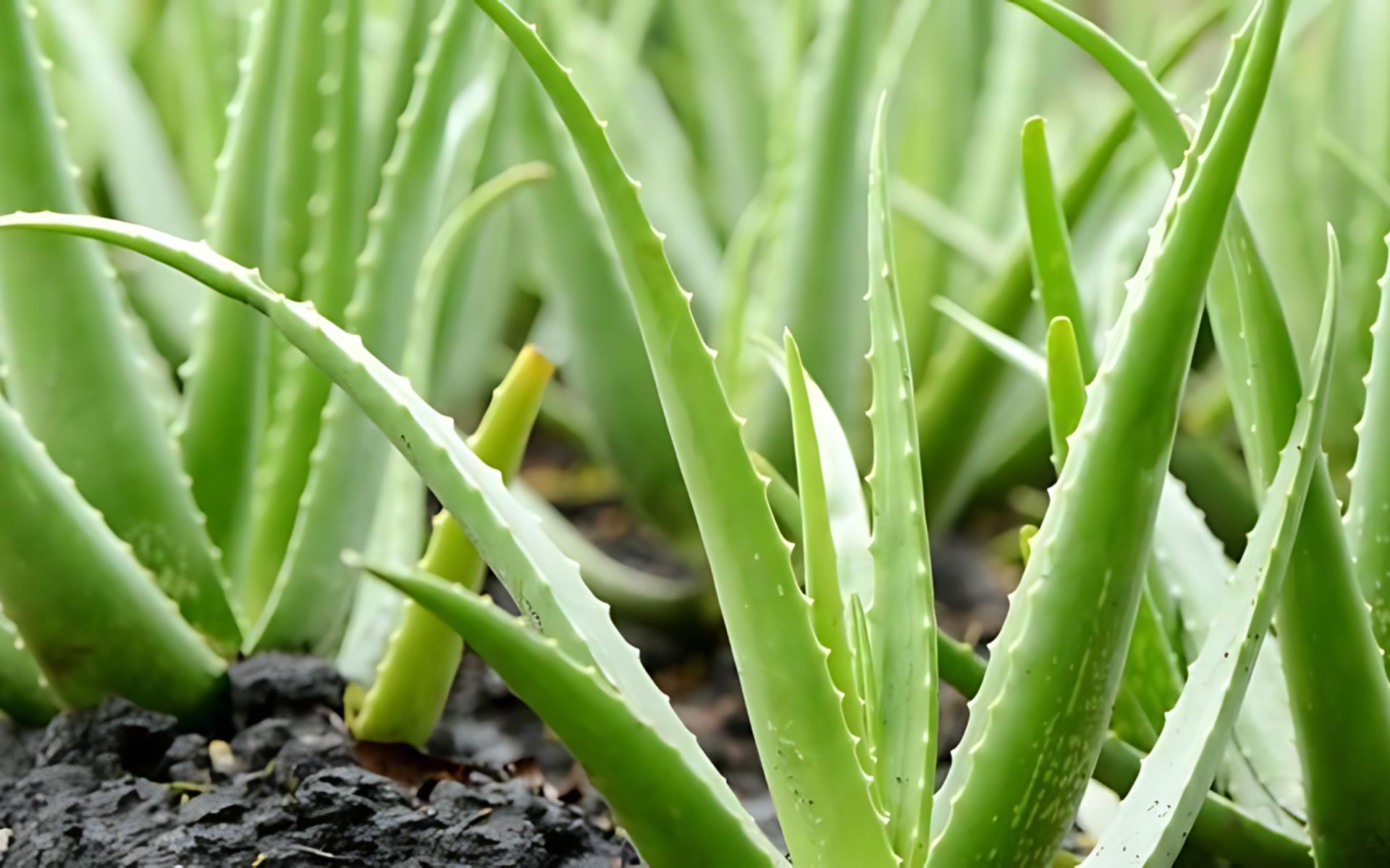 Aloe vera plants in soil