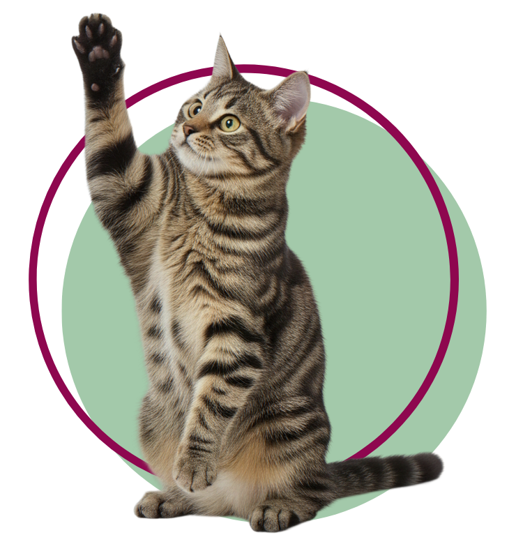 Pet Credit Cards Header